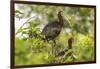 Louisiana, Miller's Lake. White-Faced Ibis Pair in Tree-Jaynes Gallery-Framed Photographic Print