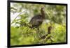 Louisiana, Miller's Lake. White-Faced Ibis Pair in Tree-Jaynes Gallery-Framed Photographic Print