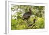 Louisiana, Miller's Lake. White-Faced Ibis Pair in Tree-Jaynes Gallery-Framed Photographic Print