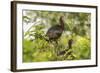 Louisiana, Miller's Lake. White-Faced Ibis Pair in Tree-Jaynes Gallery-Framed Photographic Print