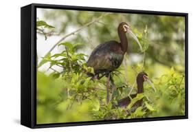 Louisiana, Miller's Lake. White-Faced Ibis Pair in Tree-Jaynes Gallery-Framed Stretched Canvas