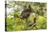 Louisiana, Miller's Lake. White-Faced Ibis Pair in Tree-Jaynes Gallery-Stretched Canvas