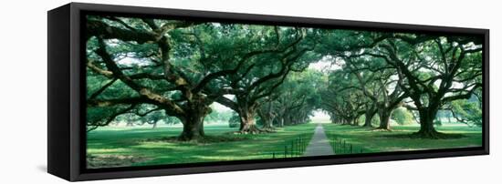 Louisiana, New Orleans, Brick Path Through Alley of Oak Trees-null-Framed Stretched Canvas