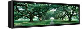 Louisiana, New Orleans, Brick Path Through Alley of Oak Trees-null-Framed Stretched Canvas