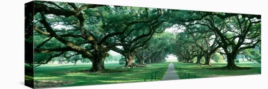 Louisiana, New Orleans, Brick Path Through Alley of Oak Trees-null-Stretched Canvas