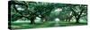 Louisiana, New Orleans, Brick Path Through Alley of Oak Trees-null-Stretched Canvas