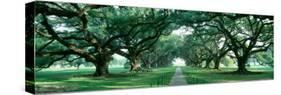 Louisiana, New Orleans, Brick Path Through Alley of Oak Trees-null-Stretched Canvas