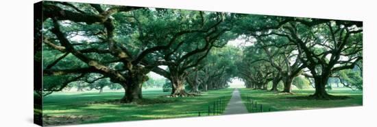 Louisiana, New Orleans, Brick Path Through Alley of Oak Trees-null-Stretched Canvas