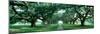 Louisiana, New Orleans, Brick Path Through Alley of Oak Trees-null-Mounted Premium Photographic Print