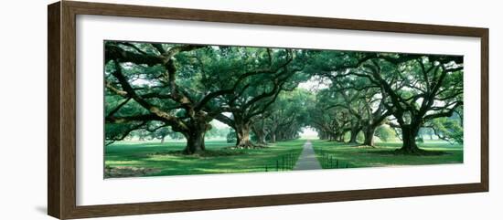 Louisiana, New Orleans, Brick Path Through Alley of Oak Trees-null-Framed Photographic Print