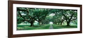 Louisiana, New Orleans, Brick Path Through Alley of Oak Trees-null-Framed Photographic Print