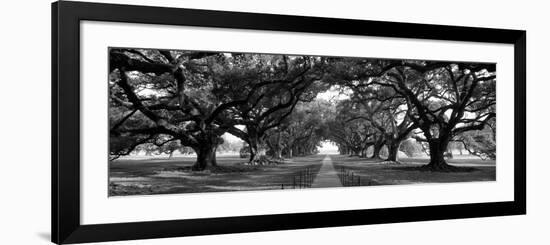 Louisiana, New Orleans, Brick Path Through Alley of Oak Trees-null-Framed Photographic Print