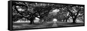 Louisiana, New Orleans, Brick Path Through Alley of Oak Trees-null-Framed Stretched Canvas