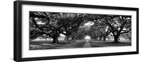 Louisiana, New Orleans, Brick Path Through Alley of Oak Trees-null-Framed Premium Photographic Print