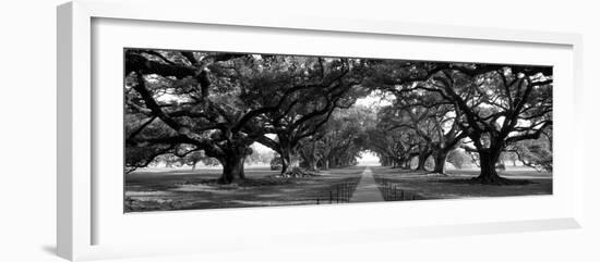 Louisiana, New Orleans, Brick Path Through Alley of Oak Trees-null-Framed Premium Photographic Print