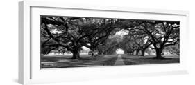 Louisiana, New Orleans, Brick Path Through Alley of Oak Trees-null-Framed Photographic Print