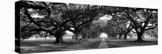 Louisiana, New Orleans, Brick Path Through Alley of Oak Trees-null-Stretched Canvas