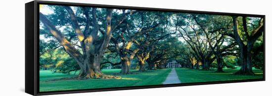 Louisiana, New Orleans, Oak Alley Plantation, Home Through Alley of Oak Trees, Sunset-null-Framed Stretched Canvas