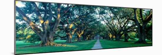 Louisiana, New Orleans, Oak Alley Plantation, Home Through Alley of Oak Trees, Sunset-null-Mounted Photographic Print