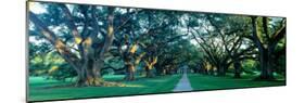 Louisiana, New Orleans, Oak Alley Plantation, Home Through Alley of Oak Trees, Sunset-null-Mounted Photographic Print