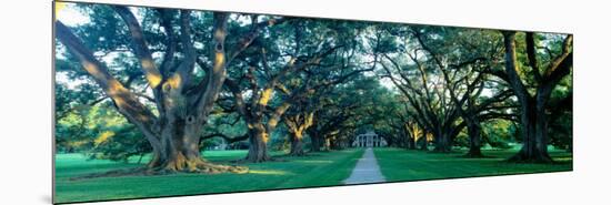 Louisiana, New Orleans, Oak Alley Plantation, Home Through Alley of Oak Trees, Sunset-null-Mounted Photographic Print