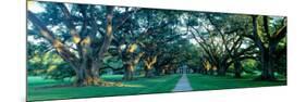 Louisiana, New Orleans, Oak Alley Plantation, Home Through Alley of Oak Trees, Sunset-null-Mounted Photographic Print