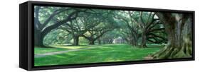 Louisiana, New Orleans, Oak Alley Plantation, Plantation Home Through Alley of Oak Trees-null-Framed Stretched Canvas