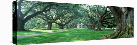 Louisiana, New Orleans, Oak Alley Plantation, Plantation Home Through Alley of Oak Trees-null-Stretched Canvas