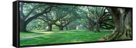 Louisiana, New Orleans, Oak Alley Plantation, Plantation Home Through Alley of Oak Trees-null-Framed Stretched Canvas