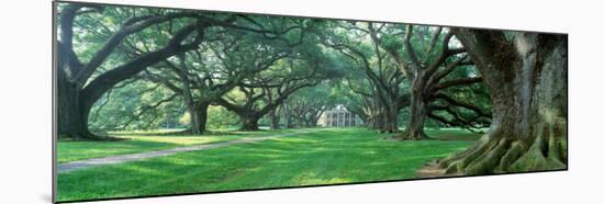 Louisiana, New Orleans, Oak Alley Plantation, Plantation Home Through Alley of Oak Trees-null-Mounted Premium Photographic Print