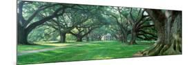 Louisiana, New Orleans, Oak Alley Plantation, Plantation Home Through Alley of Oak Trees-null-Mounted Premium Photographic Print