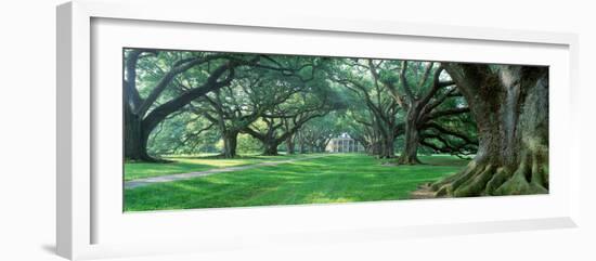 Louisiana, New Orleans, Oak Alley Plantation, Plantation Home Through Alley of Oak Trees-null-Framed Photographic Print