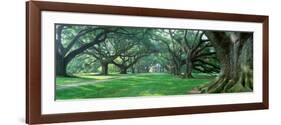 Louisiana, New Orleans, Oak Alley Plantation, Plantation Home Through Alley of Oak Trees-null-Framed Photographic Print