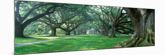 Louisiana, New Orleans, Oak Alley Plantation, Plantation Home Through Alley of Oak Trees-null-Mounted Photographic Print