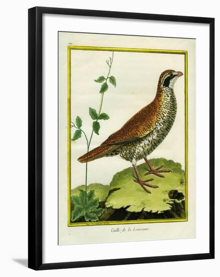 Louisiana Quail-Georges-Louis Buffon-Framed Giclee Print