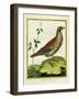 Louisiana Quail-Georges-Louis Buffon-Framed Giclee Print