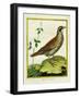 Louisiana Quail-Georges-Louis Buffon-Framed Giclee Print