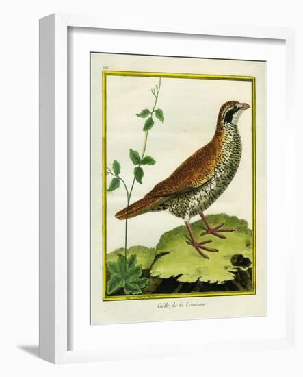 Louisiana Quail-Georges-Louis Buffon-Framed Giclee Print