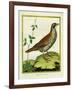 Louisiana Quail-Georges-Louis Buffon-Framed Giclee Print