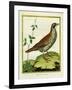 Louisiana Quail-Georges-Louis Buffon-Framed Giclee Print