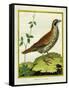 Louisiana Quail-Georges-Louis Buffon-Framed Stretched Canvas