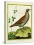 Louisiana Quail-Georges-Louis Buffon-Stretched Canvas