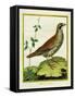 Louisiana Quail-Georges-Louis Buffon-Framed Stretched Canvas