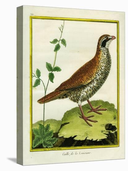 Louisiana Quail-Georges-Louis Buffon-Stretched Canvas