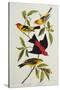 Louisiana & Scarlet Tanager (Tanagra Ludoviciana & Rubra), Plate CCCLIV, from'The Birds of America'-John James Audubon-Stretched Canvas