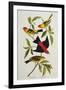 Louisiana & Scarlet Tanager (Tanagra Ludoviciana & Rubra), Plate CCCLIV, from'The Birds of America'-John James Audubon-Framed Giclee Print