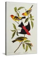 Louisiana & Scarlet Tanager (Tanagra Ludoviciana & Rubra), Plate CCCLIV, from'The Birds of America'-John James Audubon-Stretched Canvas