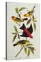 Louisiana & Scarlet Tanager (Tanagra Ludoviciana & Rubra), Plate CCCLIV, from'The Birds of America'-John James Audubon-Stretched Canvas