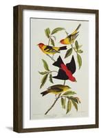 Louisiana & Scarlet Tanager (Tanagra Ludoviciana & Rubra), Plate CCCLIV, from'The Birds of America'-John James Audubon-Framed Giclee Print