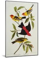 Louisiana & Scarlet Tanager (Tanagra Ludoviciana & Rubra), Plate CCCLIV, from'The Birds of America'-John James Audubon-Mounted Giclee Print